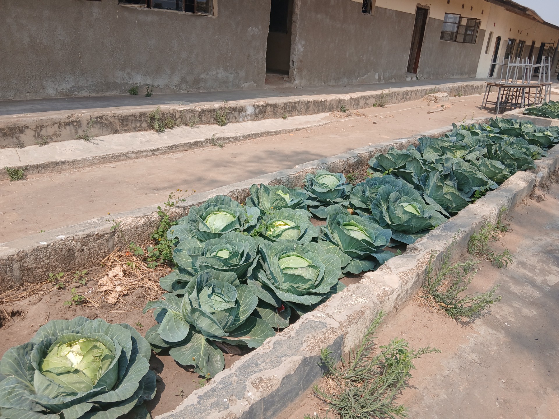 From flower beds, to cabbage farming