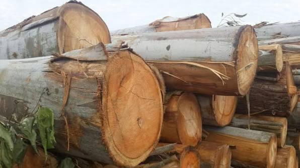 Zambia open for Investment in Timber
