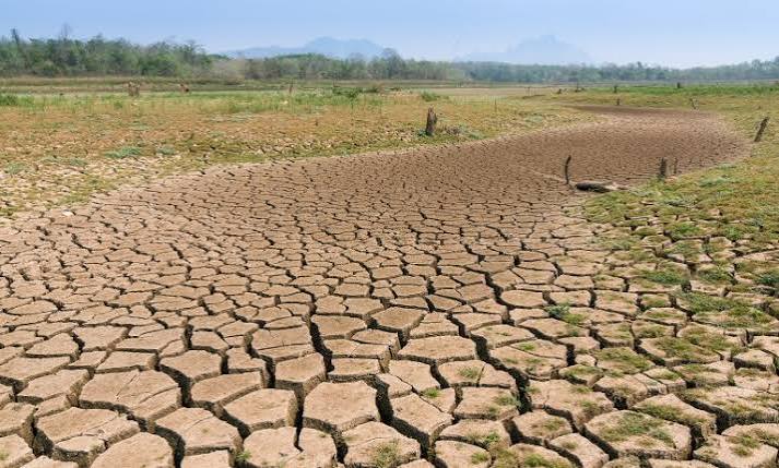 El Niño will enrich livestock drug sellers – Veterinarian