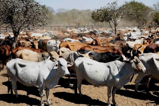 $1bn livestock export ambition sparks calls for dedicated marketing agency