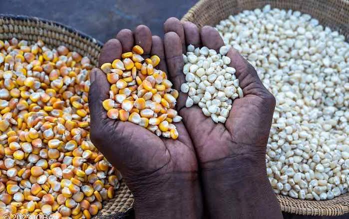 Locally produced seeds, fertilizer is too expensive for smallholder farmers – Expert
