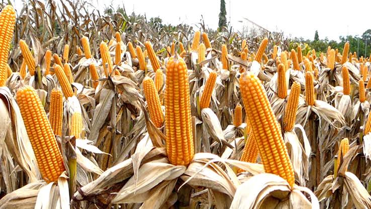 Expanded mining on the Copperbelt threatens to wipe out maize production