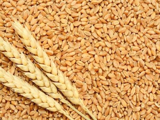 ZNFU, Govt wheat production figures fail to tally