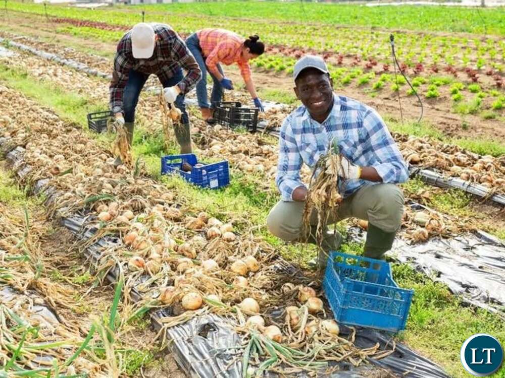 Zambia : ZSIC Advises Farmers To Insure Crops Against Climate Shocks