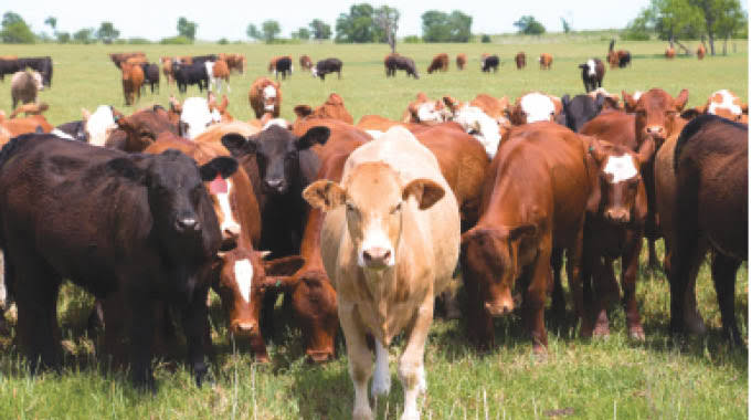 Zambia : Chisamba Man Convicted For Stealing 11 Herds Of Cattle